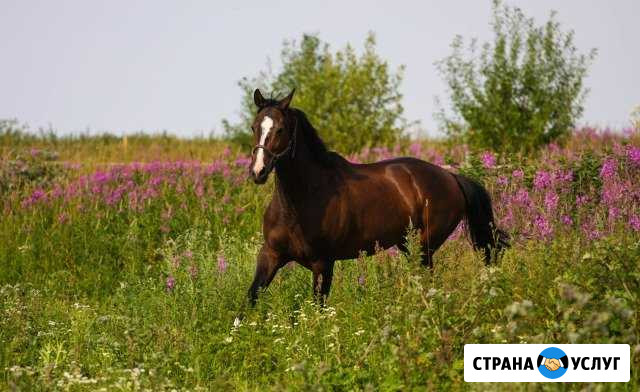 Постой лошади Некрасовский - изображение 1