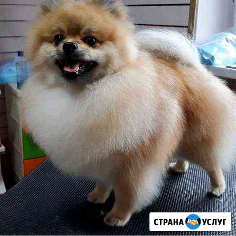 Стрижка животных Анапа