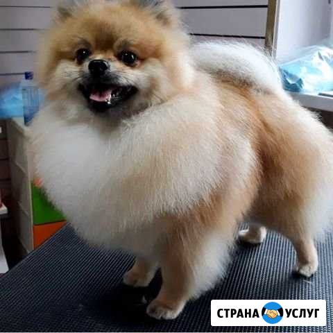 Стрижка животных Анапа - изображение 1