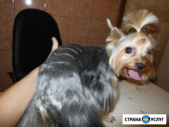 Стрижка кошек и собак, Астрахань Астрахань - изображение 1