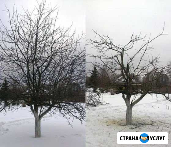 Обрезка плодовых деревьев и кустарников Пенза - изображение 1