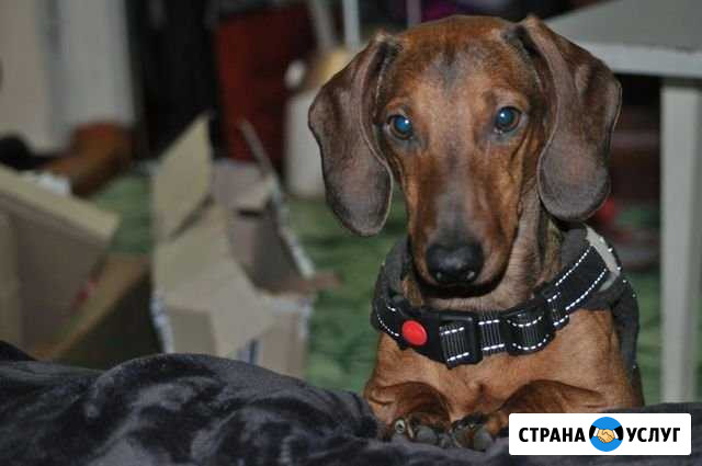 Вязка собаки Архангельск - изображение 1