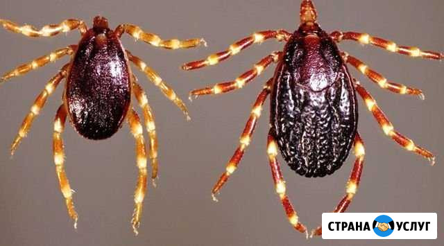 Уничтожение клопов, тараканов. Гарантия Северодвинск - изображение 1