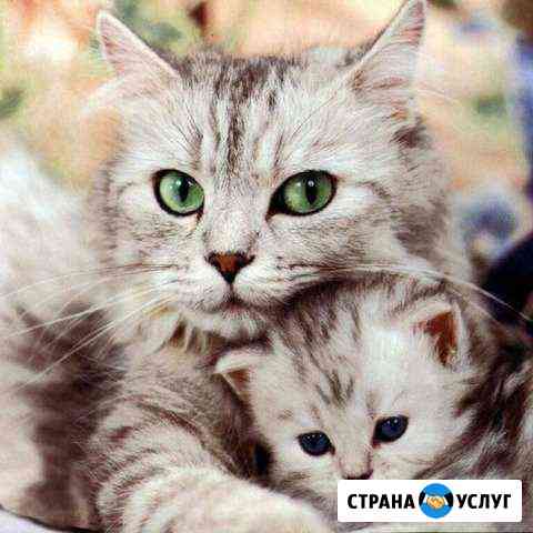 Передержка собак и кошек Воронеж