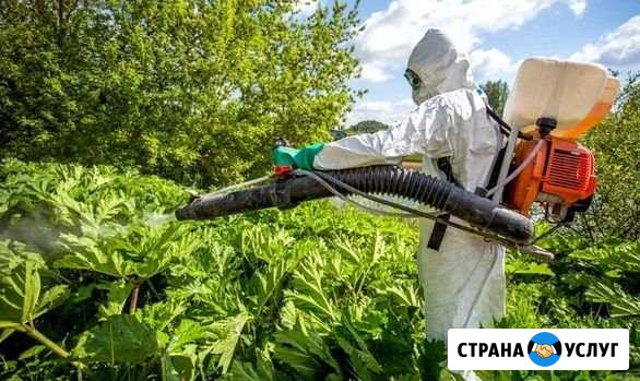 Борьба с борщевиком, сорняками, клещами, вредителя Луга - изображение 1