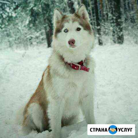 Хаски для фотосессии Казань