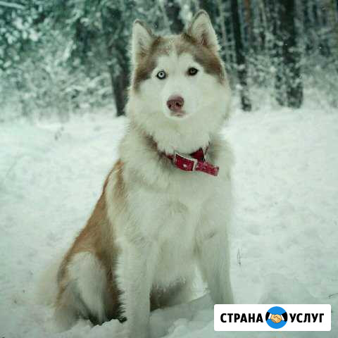 Хаски для фотосессии Казань - изображение 1