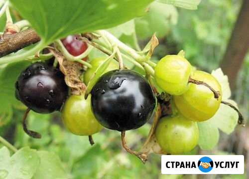 Смородина Репис Орск - изображение 1