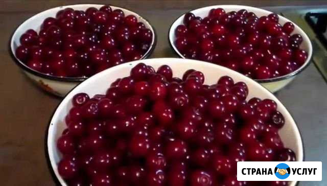 Вишня Сызрань - изображение 1