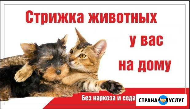 Стрижка кошек и собак у вас на дому, без наркоза Красноярск - изображение 1