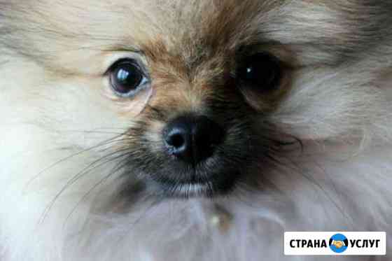 Стрижка собак и кошек. Закамск Пермь