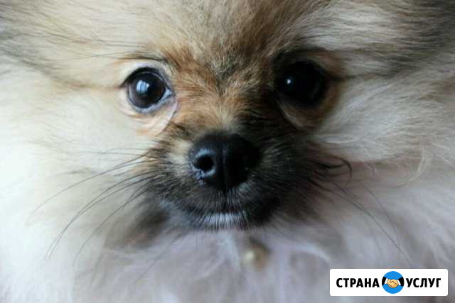 Стрижка собак и кошек. Закамск Пермь - изображение 1