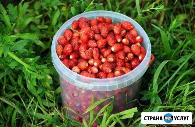 Земляника лесная Сарапул - изображение 1