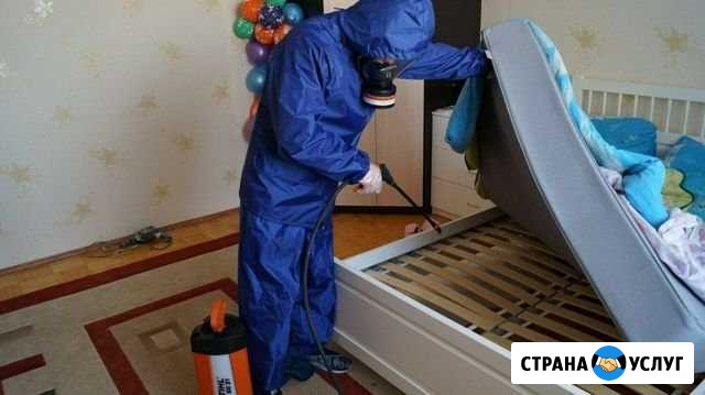Дезинсекция от насекомых Дезинфекция Сочи - изображение 1