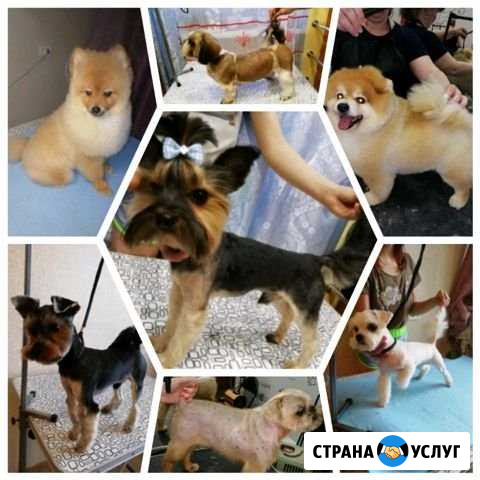 Груминг, стрижка собак Киров - изображение 1