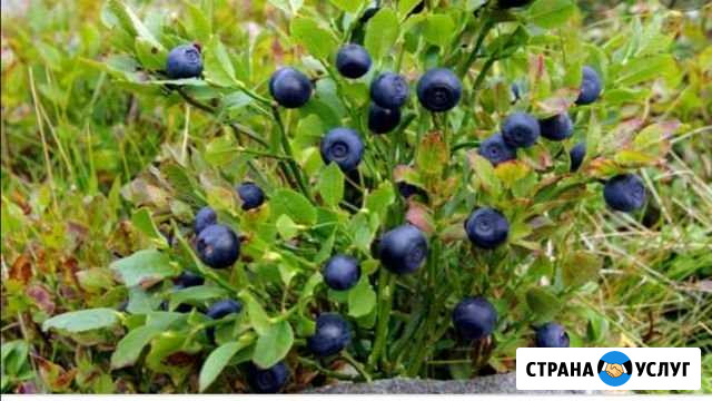 Лесная и домашняя ягода Тверь - изображение 1