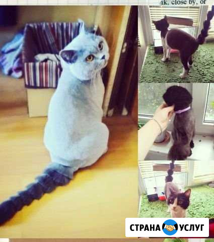 Срижка кошек и собак. Услуги грумера Белгород - изображение 1