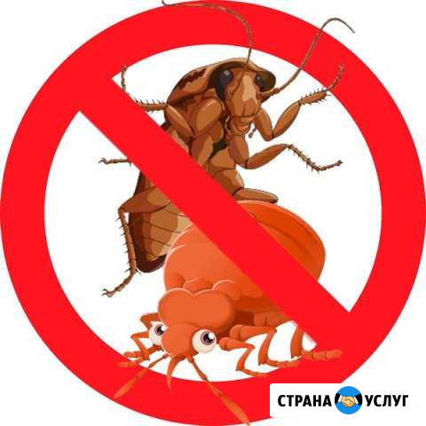 Уничтожение клопов, тараканов и других насекомых Владимир - изображение 1