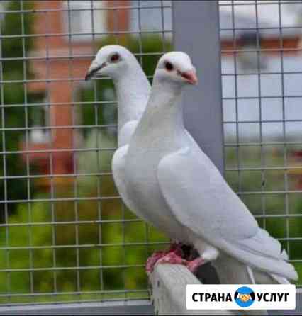 Голубь щастья Нальчик