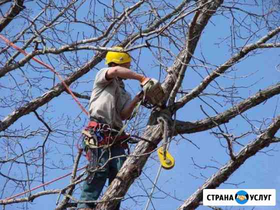 Спил, обрезка деревьев любой сложности Феодосия