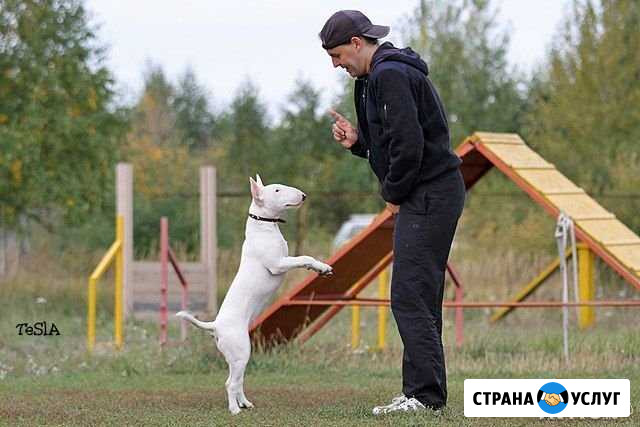 Дрессировка в Тюмени Тюмень - изображение 1