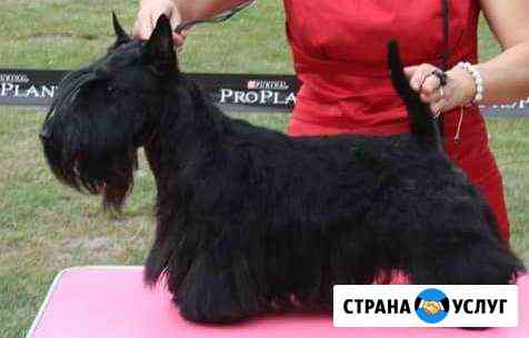 Вязка скотч терьера Москва