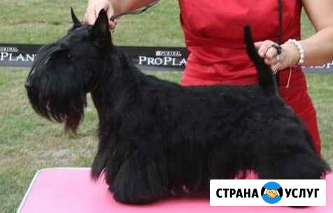 Вязка скотч терьера Москва - изображение 1