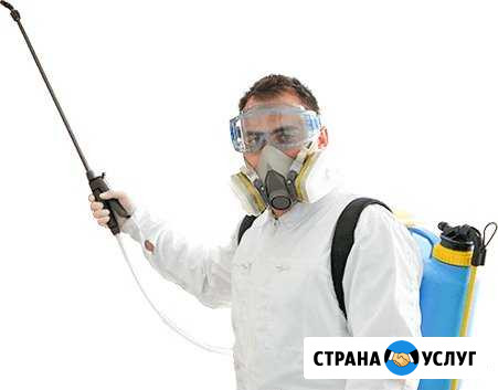 Уничтожение насекомых и грызунов всех видов Смоленск - изображение 1