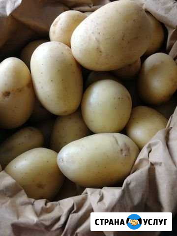 Доставка продуктов Калининград - изображение 1