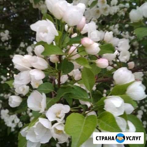 Садовник Москва - изображение 1