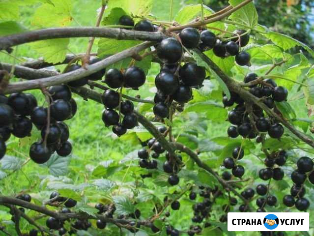 Смородина Нижневартовск - изображение 1