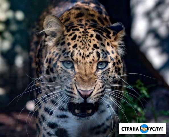 Капитальный ремонт мягкой рулонной кровли Заводской - изображение 1