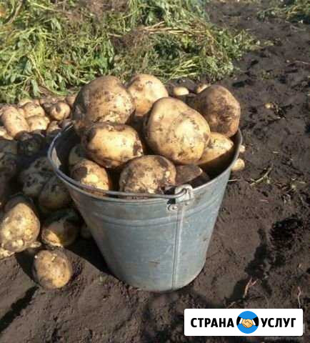 Картофель с доставкой Октябрьский - изображение 1