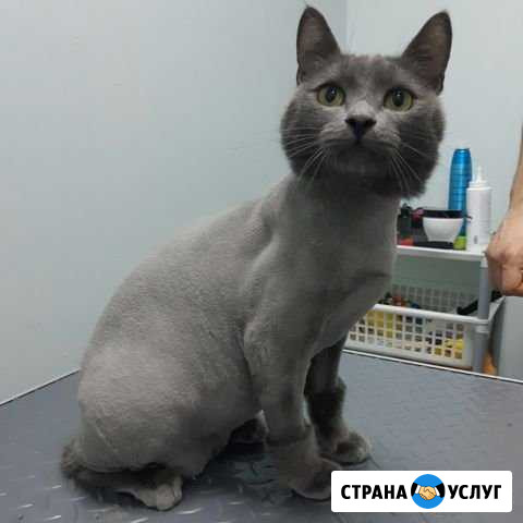 Стрижка кошек и собак Уфа - изображение 1