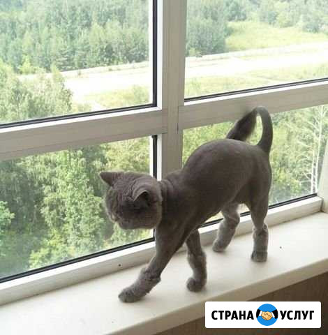 Стрижка котов и кошек Красноярск - изображение 1