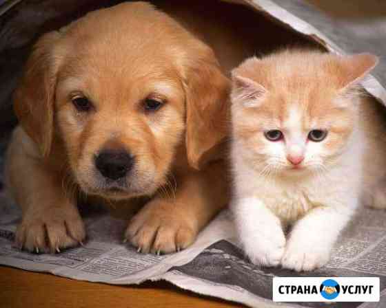 Передержка животных на время отпуска Чайковский