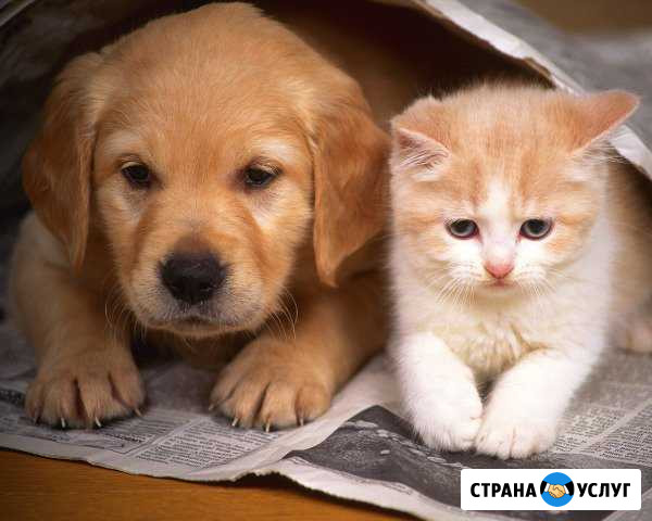 Передержка животных на время отпуска Чайковский - изображение 1