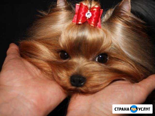 Стрижка собак мелких пород Симферополь - изображение 1