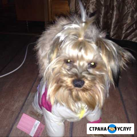 Кобель для вязки Мурманск - изображение 1