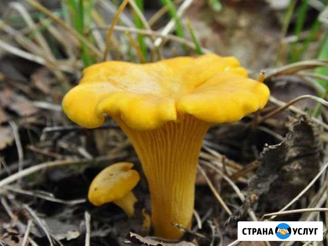 Лисички Рославль - изображение 1