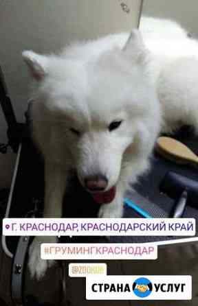 Груминг средних и крупных Краснодар