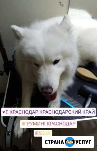 Груминг средних и крупных Краснодар - изображение 1