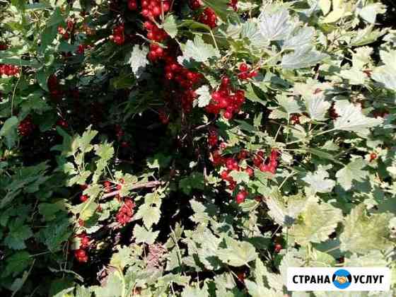 Красная смородина Новосибирск