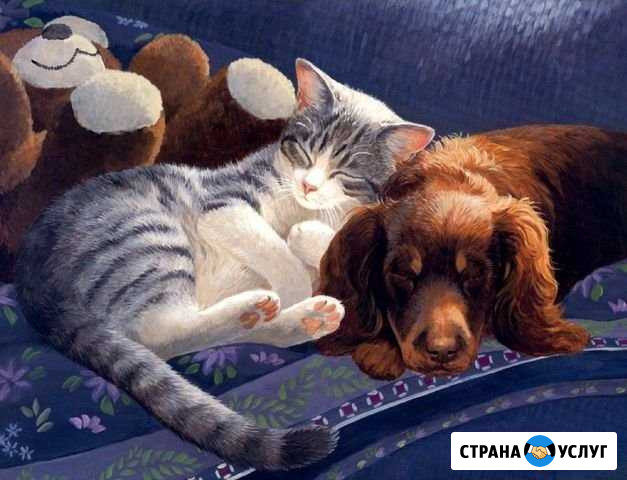 Гостиница для животных Миасс - изображение 1