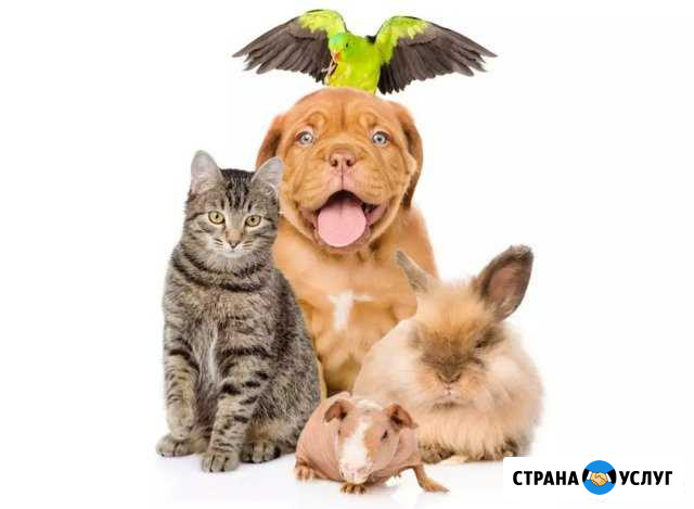 Передержка ваших любимцев Ярославль - изображение 1
