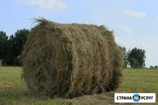 Продам сено Каргаполье - изображение 1
