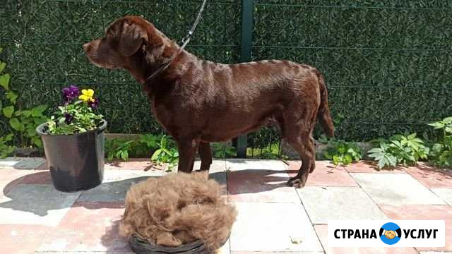 Стрижка собак Калининград - изображение 1