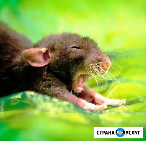 Уничтожение тараканов, клопов и мышей Архангельск - изображение 1