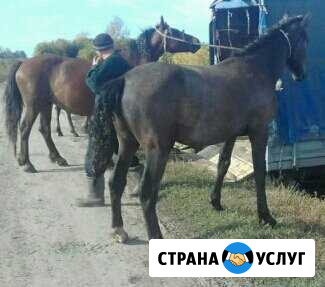 Грузоперевозки Алейск - изображение 1
