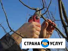 Профессиональная обрезка плодовых деревьев Краснодар - изображение 1